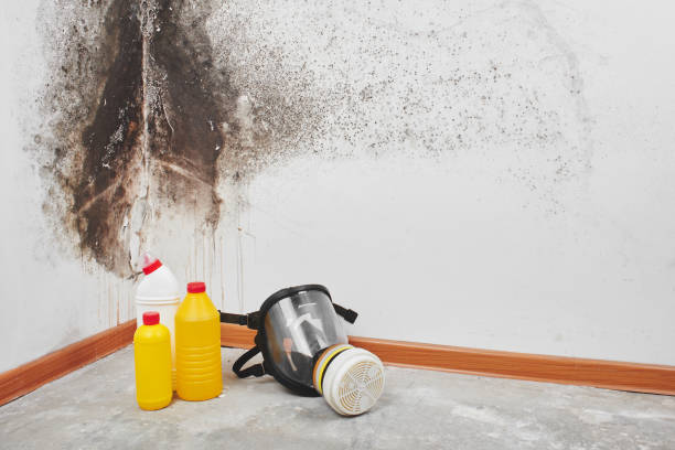 Best Toxic Mold Removal  in Talty, TX