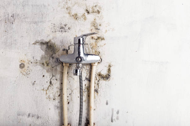 Best Professional Mold Removal  in Talty, TX