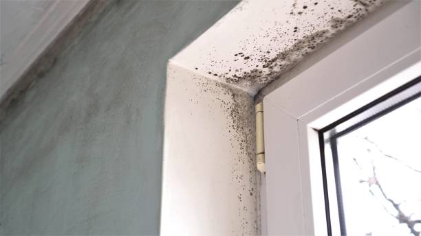 Best Mold Cleaning Services  in Talty, TX