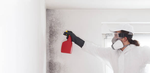 Best Commercial Mold Removal  in Talty, TX