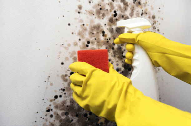 Talty, TX Mold Removal Company