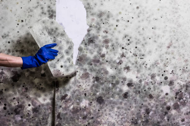 Best Local Mold Removal Service  in Talty, TX
