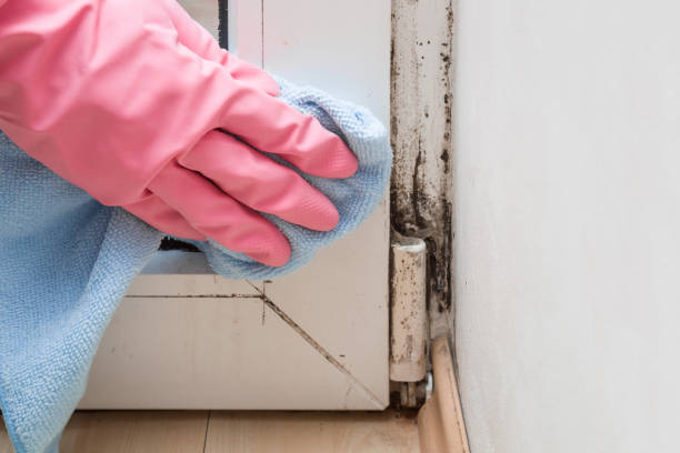 Best Certified Mold Removal  in Talty, TX